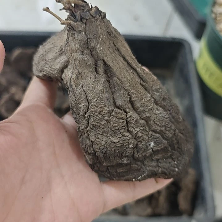 一物一拍，墨西哥扁平龟！