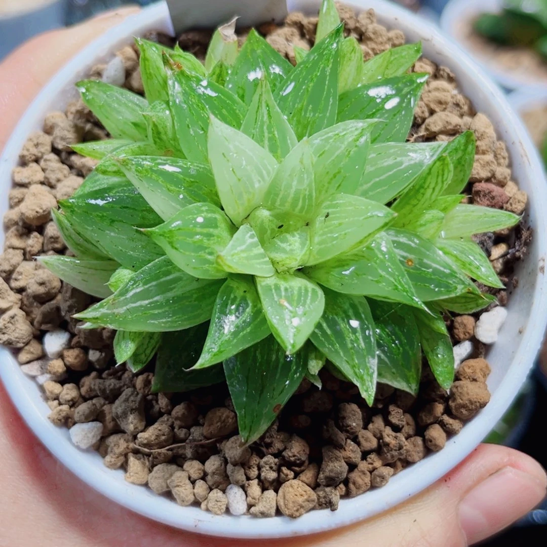 白砂糖锦多肉植物