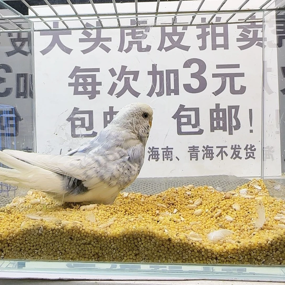 虎皮鹦鹉大头鹦鹉