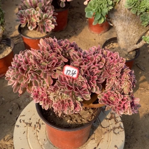 粉女巫缀一物一拍