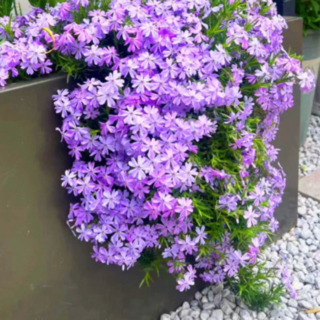 芝樱耐寒花卉多年生植物