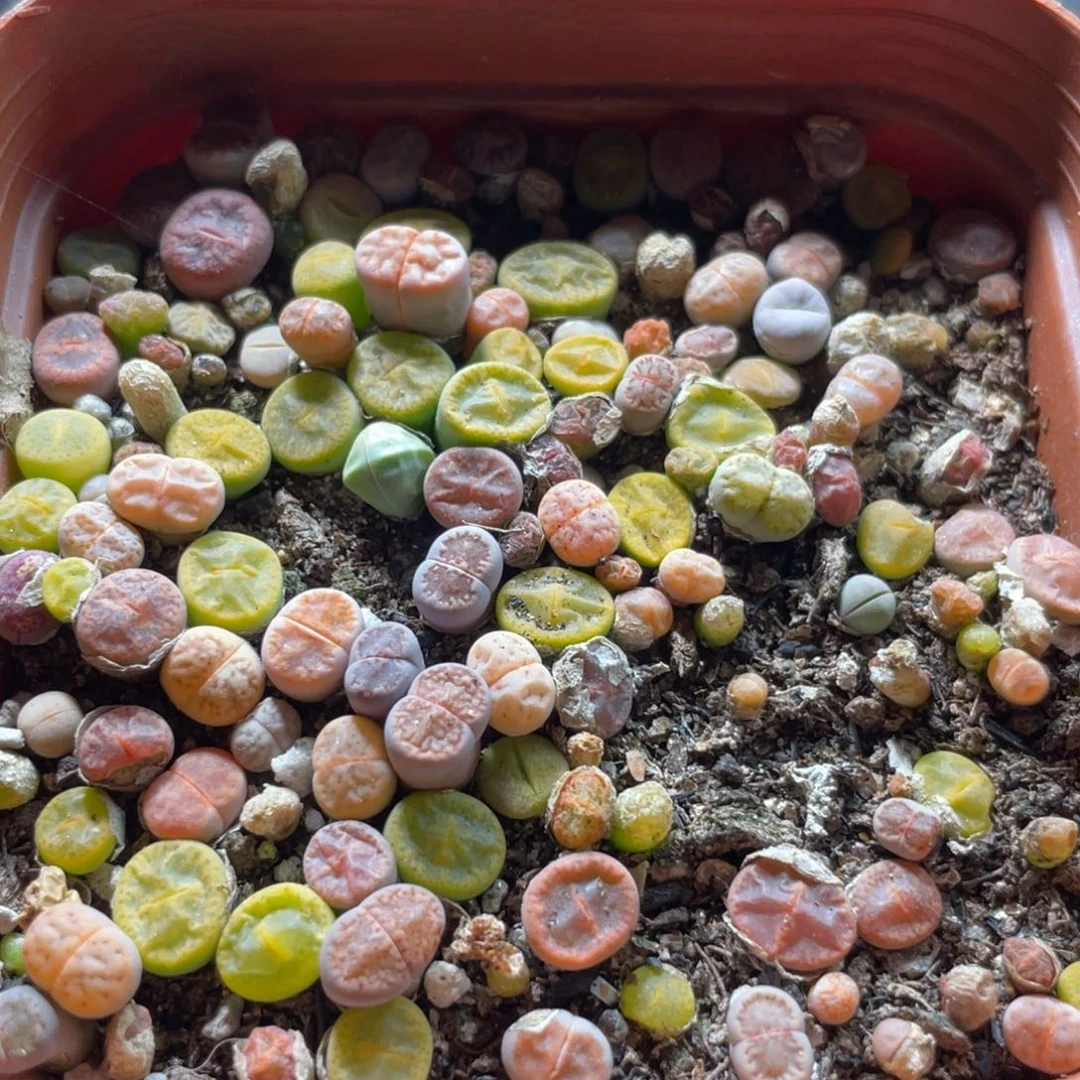 大盆特价一物一拍～42