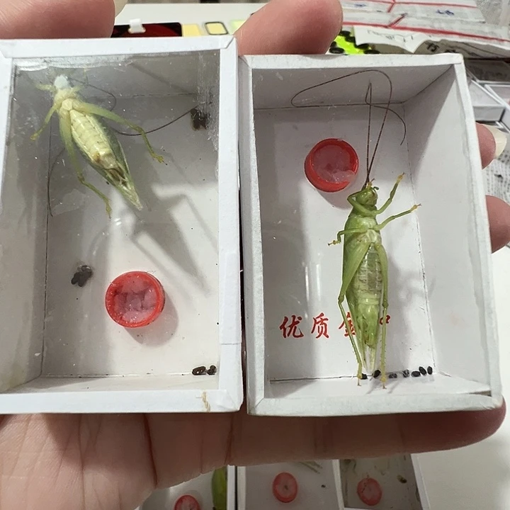 长须套餐单口连口金钟