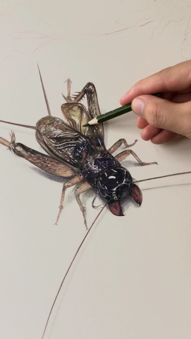 野生蟋蟀满足多样需求精品秋蟋蟀