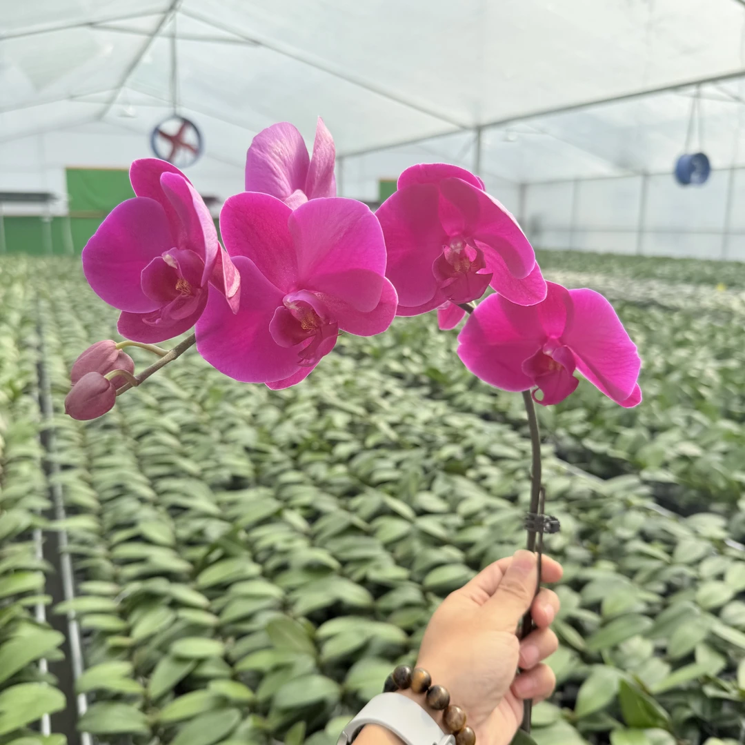 【红苹果】蝴蝶兰精品花卉 单颗8-10朵 大花型 福利款 拍1发2