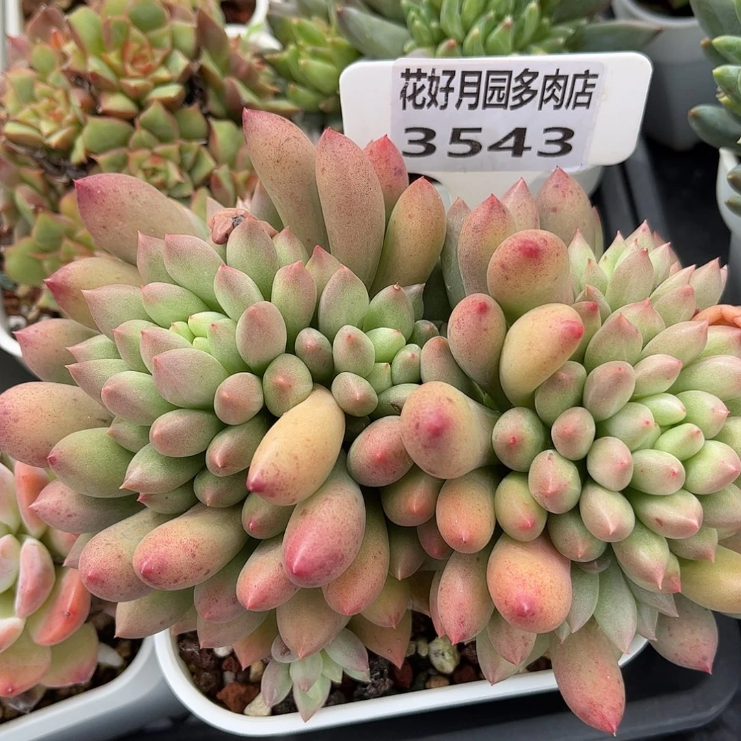多肉植物3543 一定要拍个冷链哦