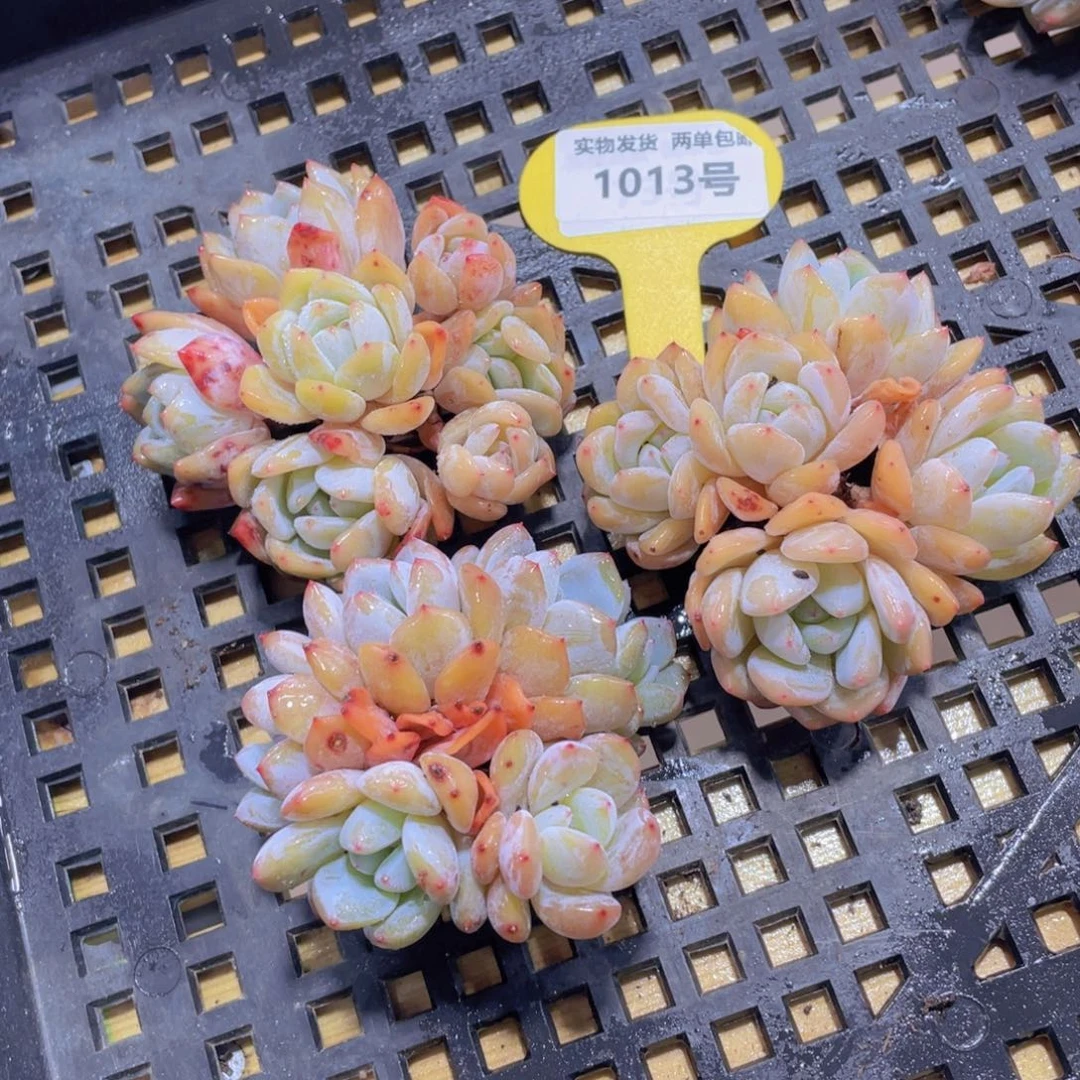 1013号 老桩捧花韩橙五头起一个