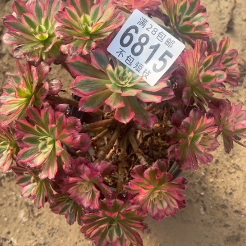 粉同多肉植物法师6815
