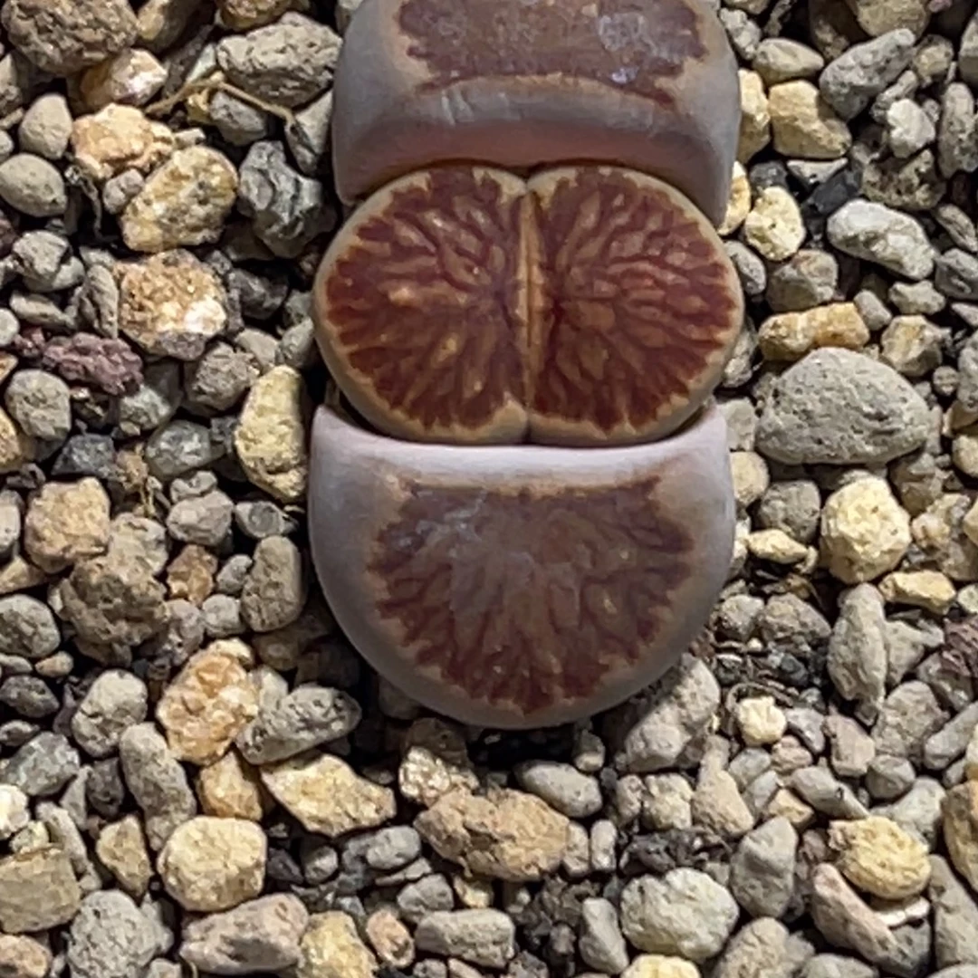 7759莲花菊红窗菊