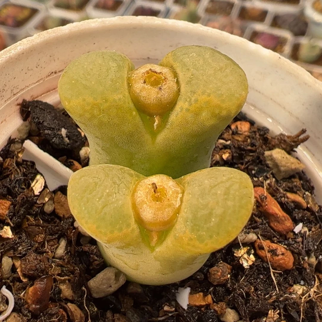 536多肉植物百科