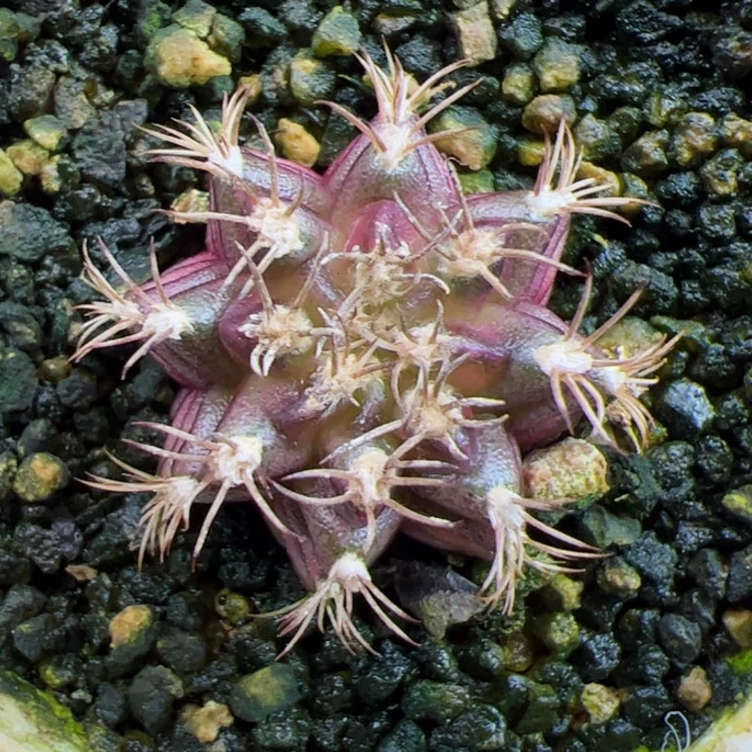 当前无花朵，栽培后可花朵