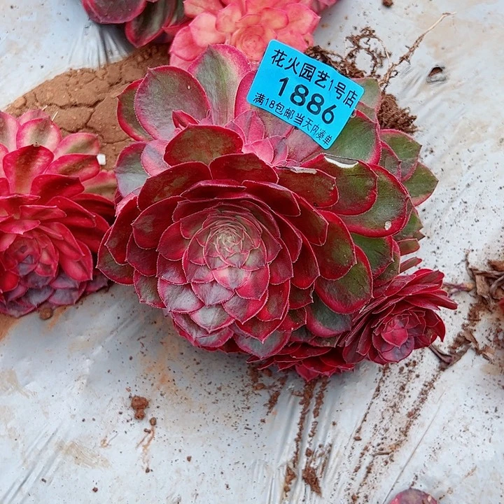 黑墨锦1886多肉植物