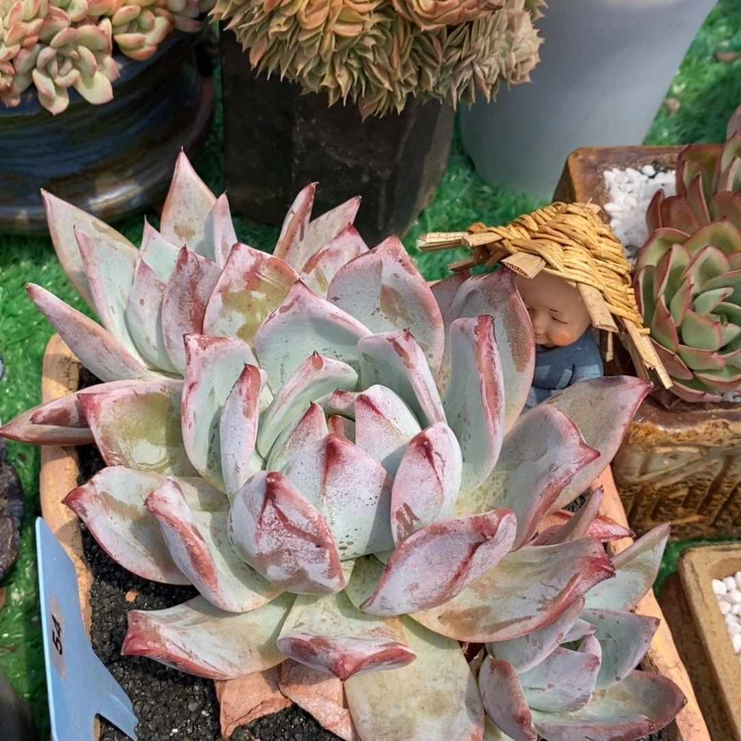 爱****）爱肉的小胖子紫卡多肉植物盆栽