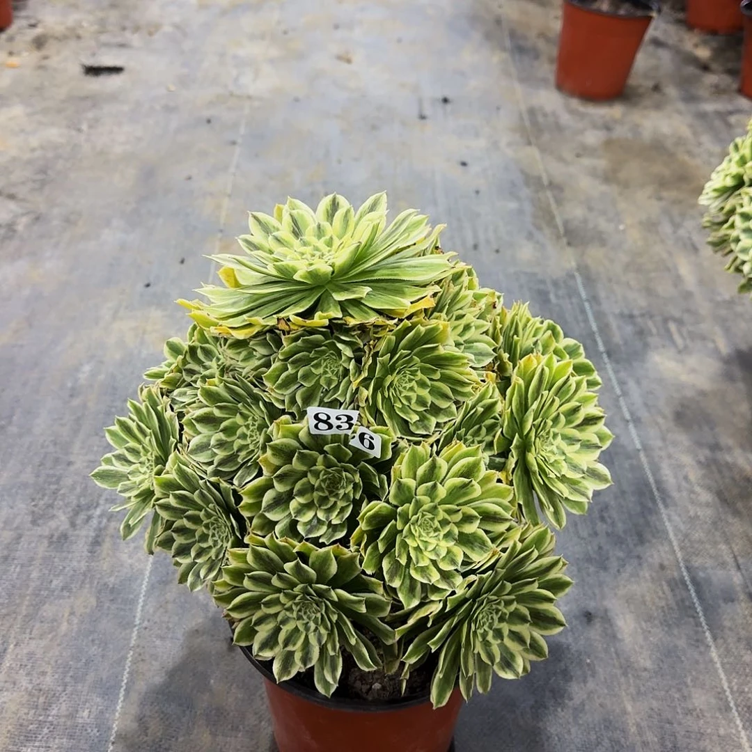 836碧浪法师多肉