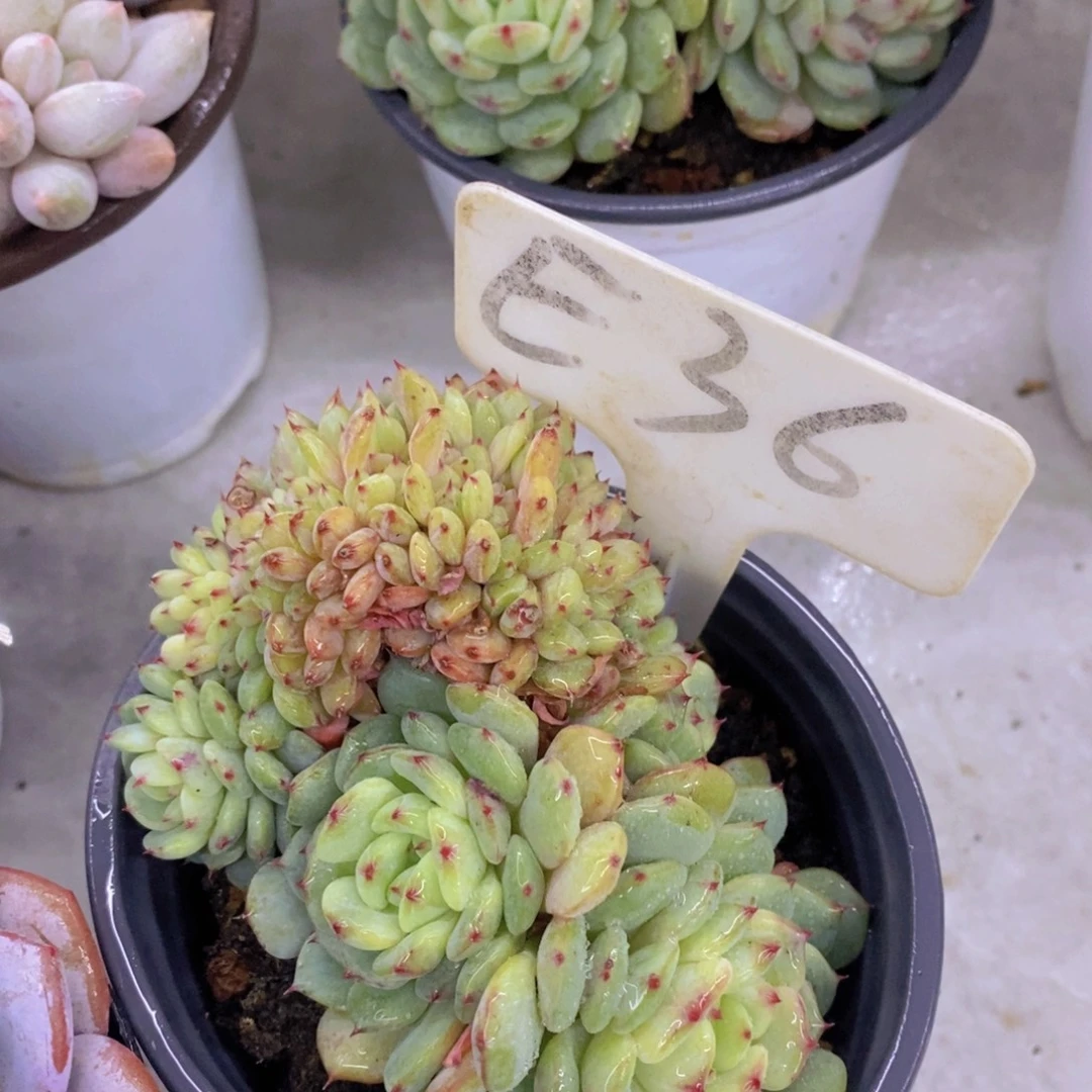 清货场，精品场一物一拍