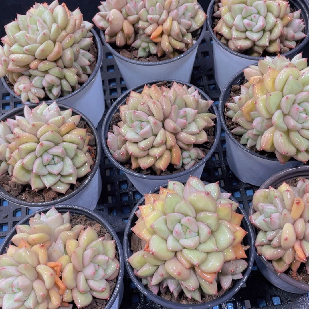 量拍17号黄金象牙多头群一个