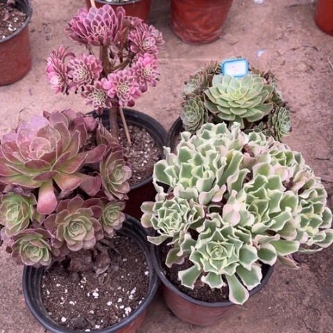 966多肉植物组合，
