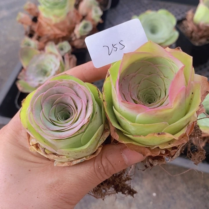 山地玫瑰2颗精品255