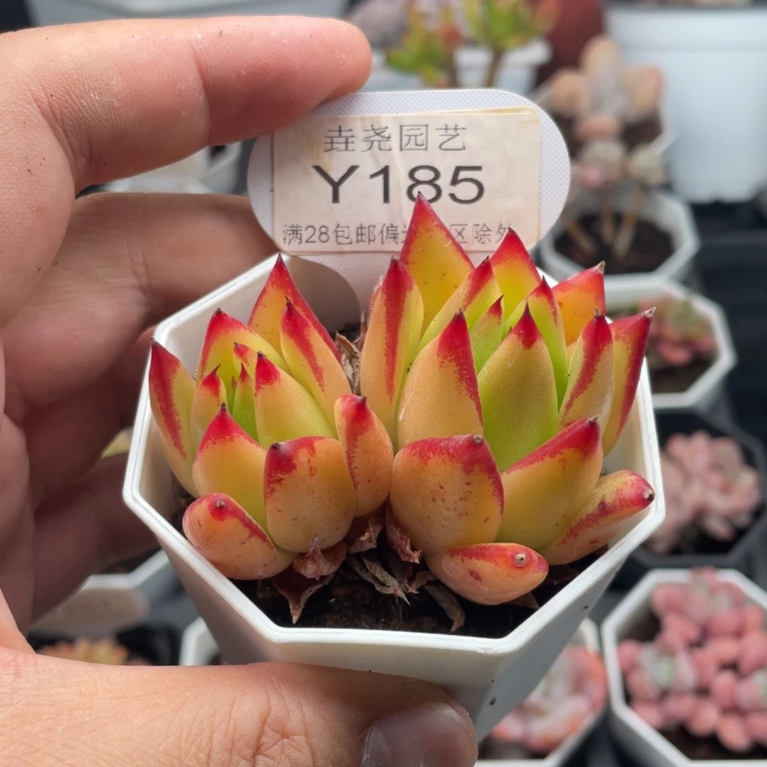 口红0185-6.0厘米