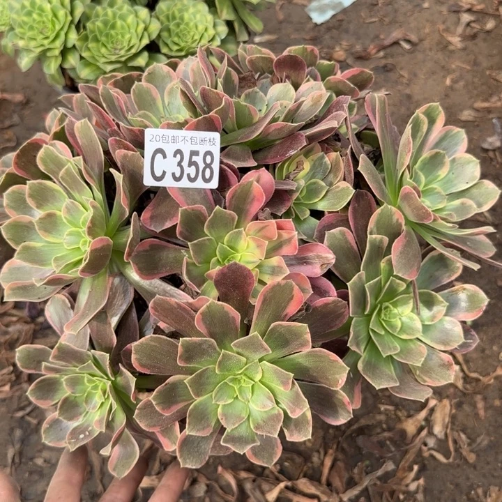 金丝缺……多肉植物……