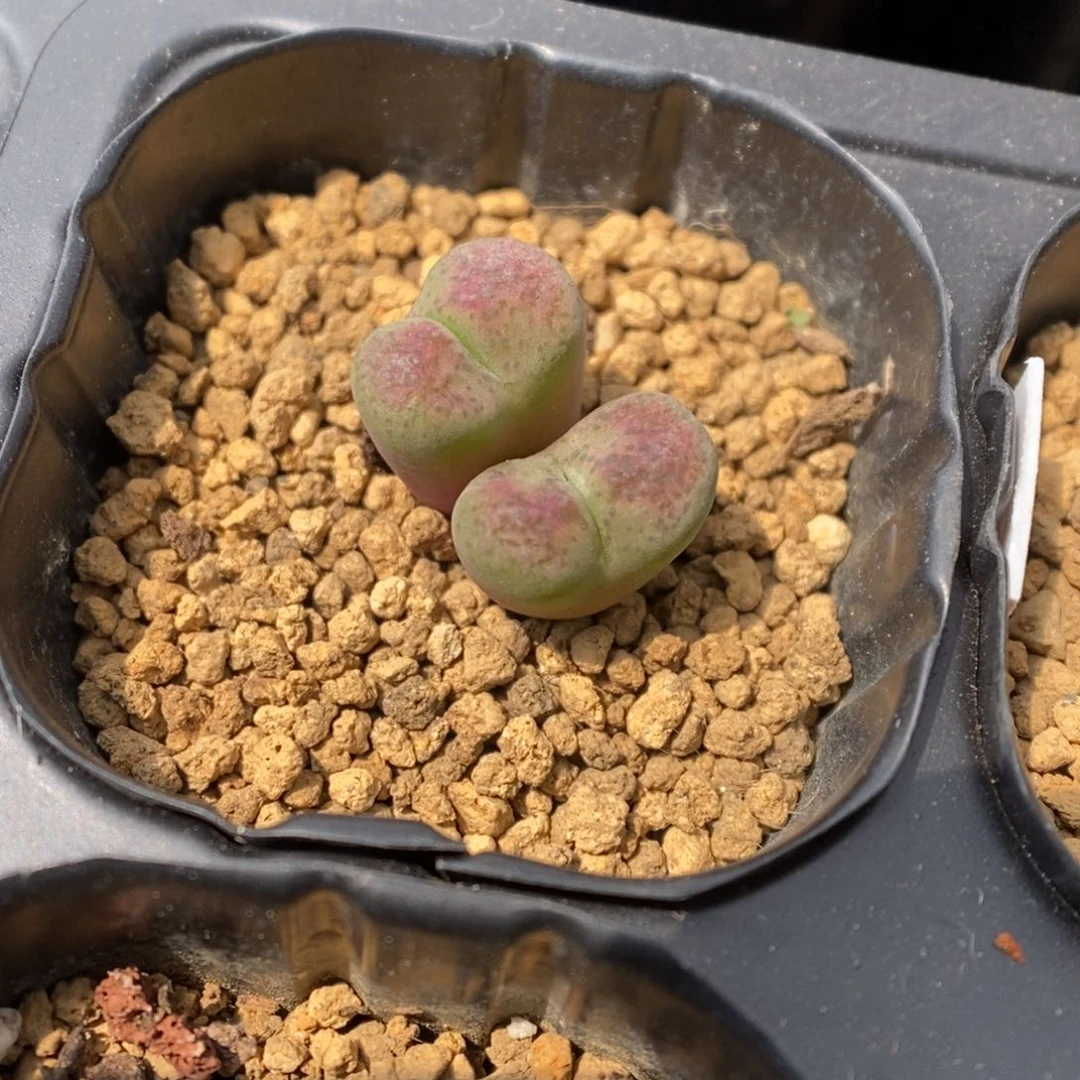 多肉植物肉锥杂交K-3598 风铃杂 绿体腮红脸