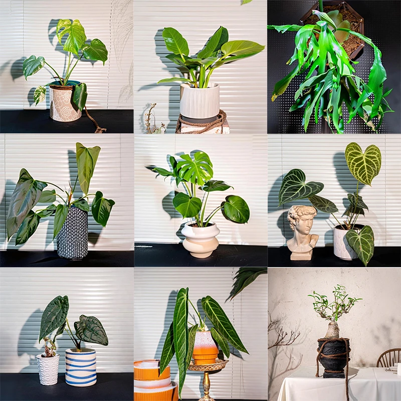 1号热植链接【一物一拍】