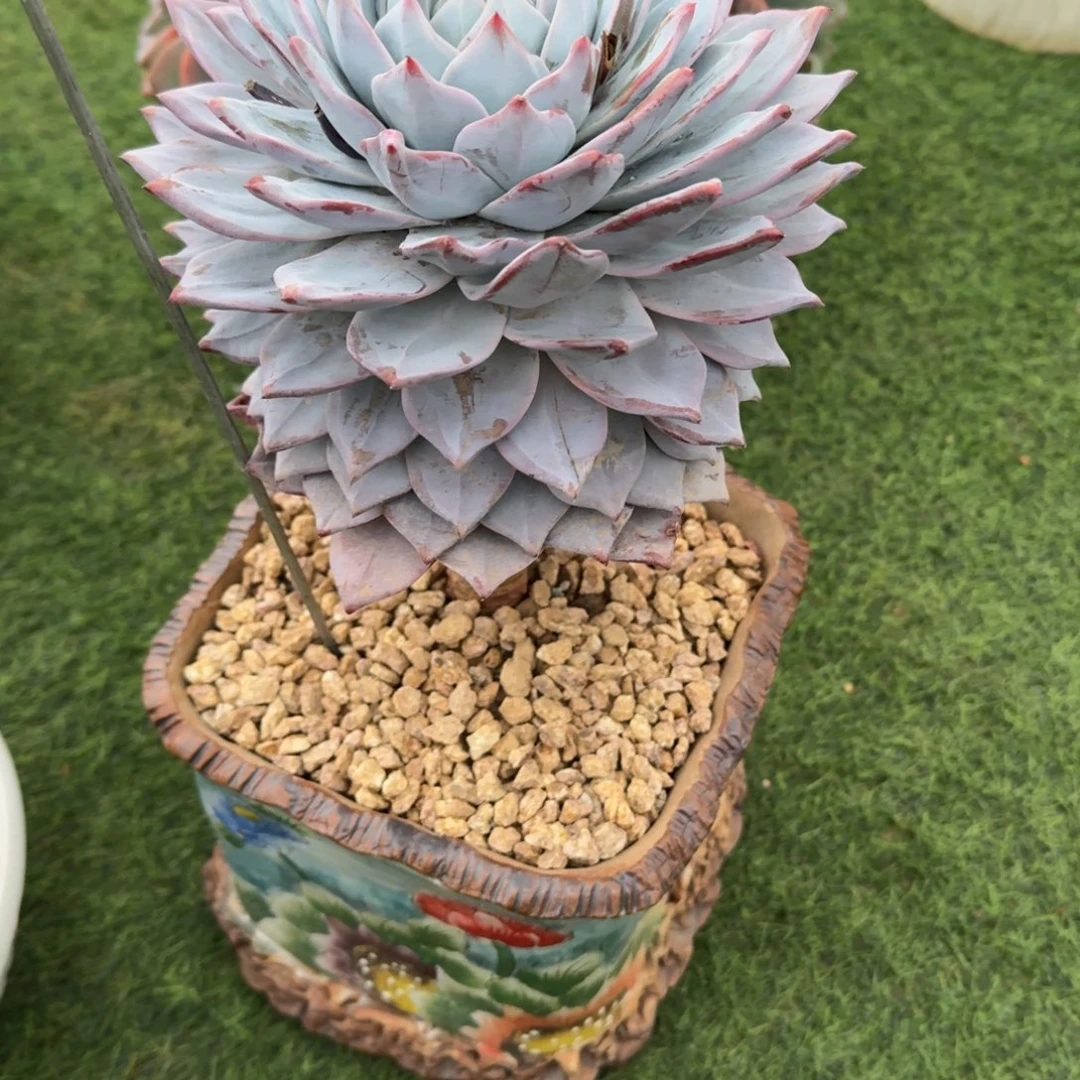 二****18-17粉蓝鸟多肉植物
