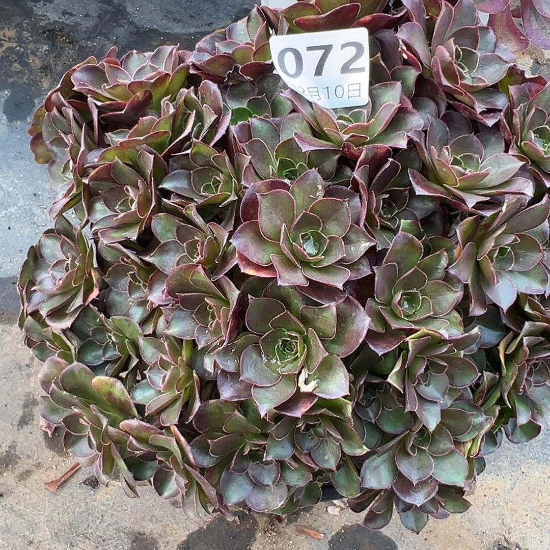 12.10-72玫瑰多肉植物