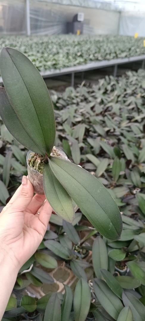 蝴蝶兰1.8寸苗 3株（土豆）