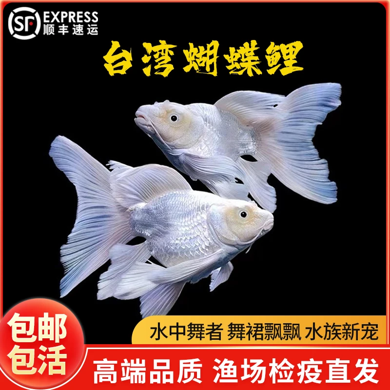 蝴蝶鲤纯血球体贵妃体大鳍大尾高背狮子头球体蝴蝶鲤广温淡水鱼