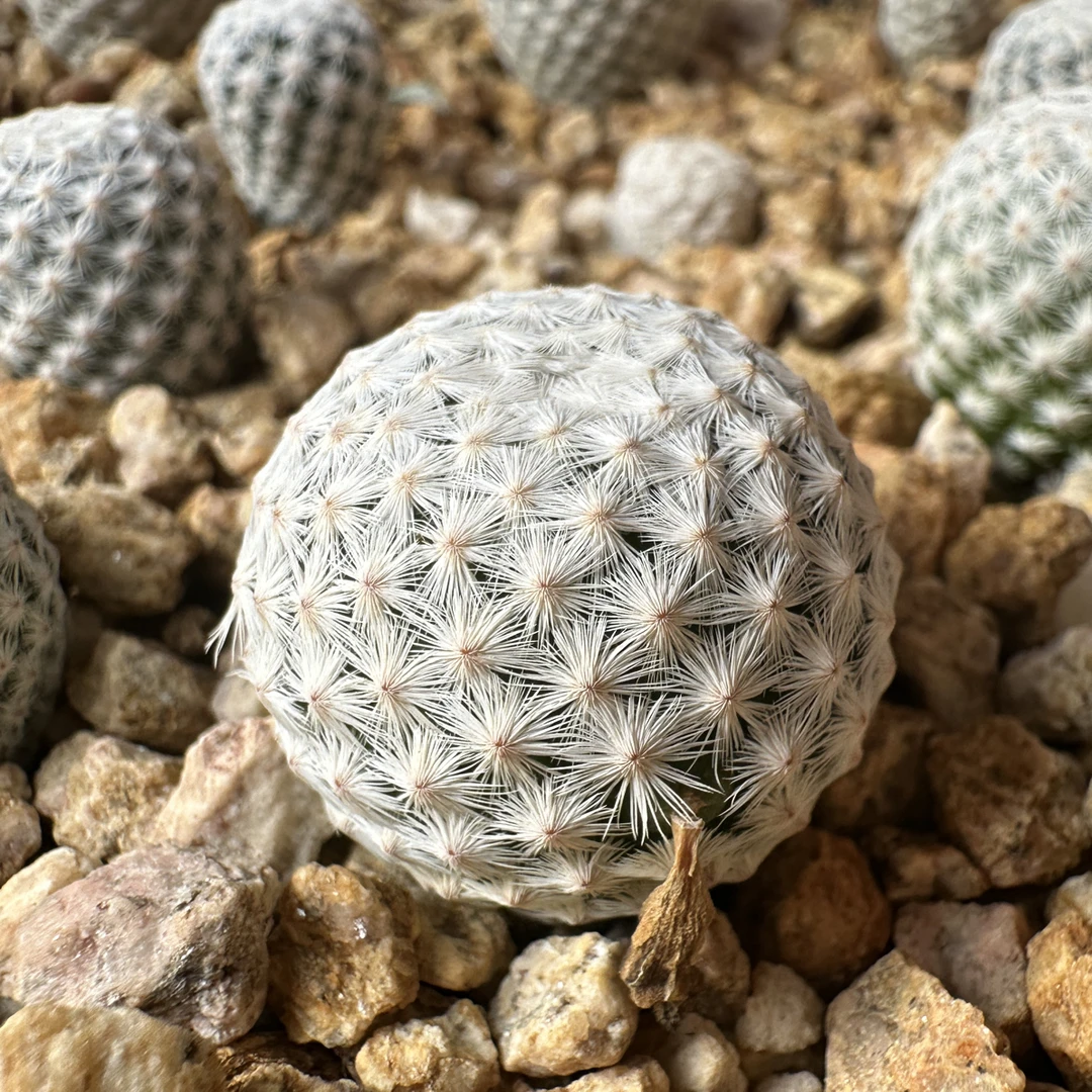 白鸟，仙人球，实生，2.3到2.7厘米之间发货，优先挑大的