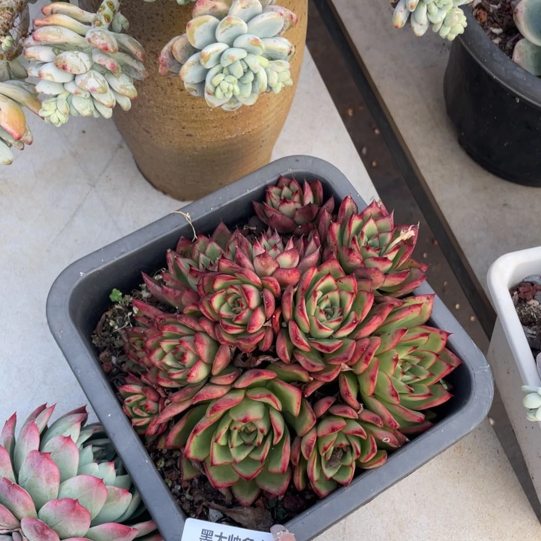 黑大帅多肉393吉赛尔