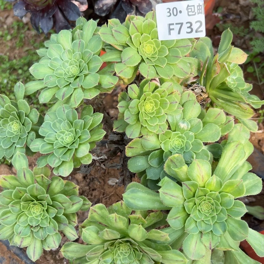 732粉黛中斑多肉法师