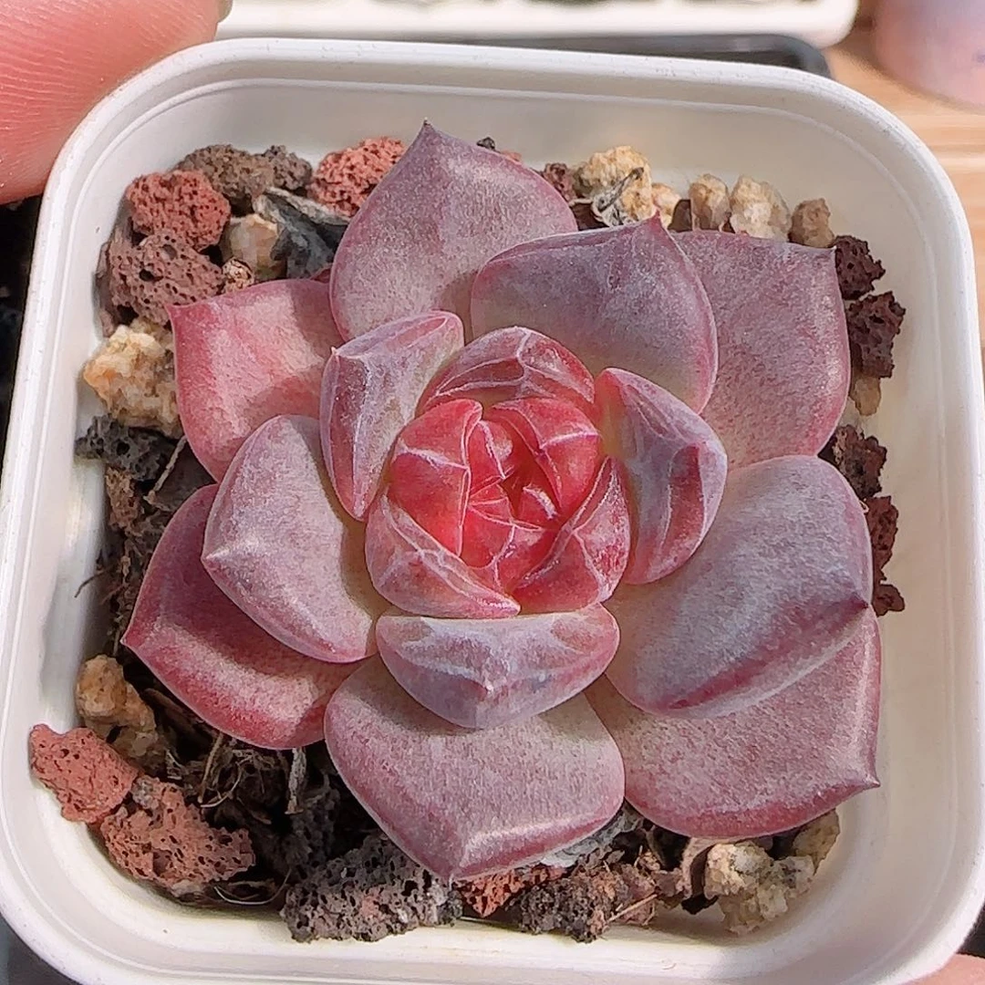 多肉1028--301琥珀天使珍妮