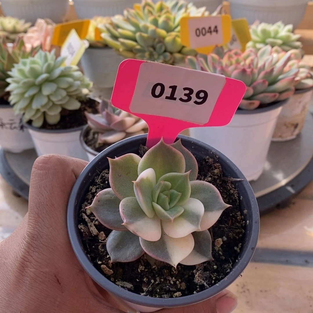 0139贝加尔湖哈哈哈