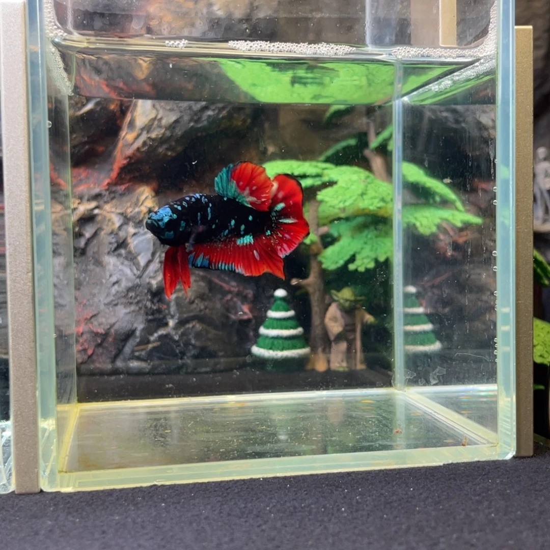 斗鱼十二月二十一日竞价