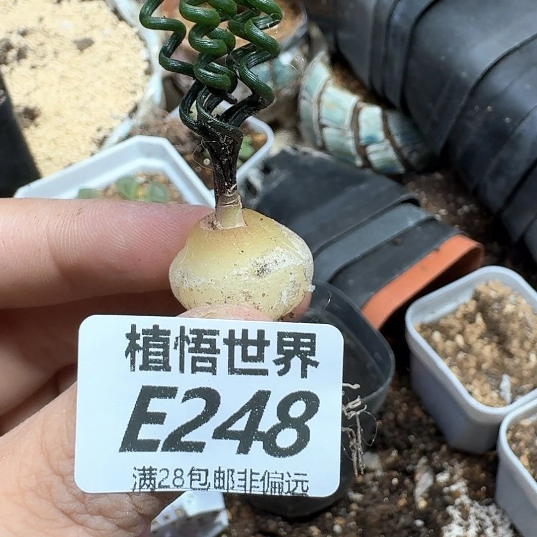 多肉植物的润泽fbb