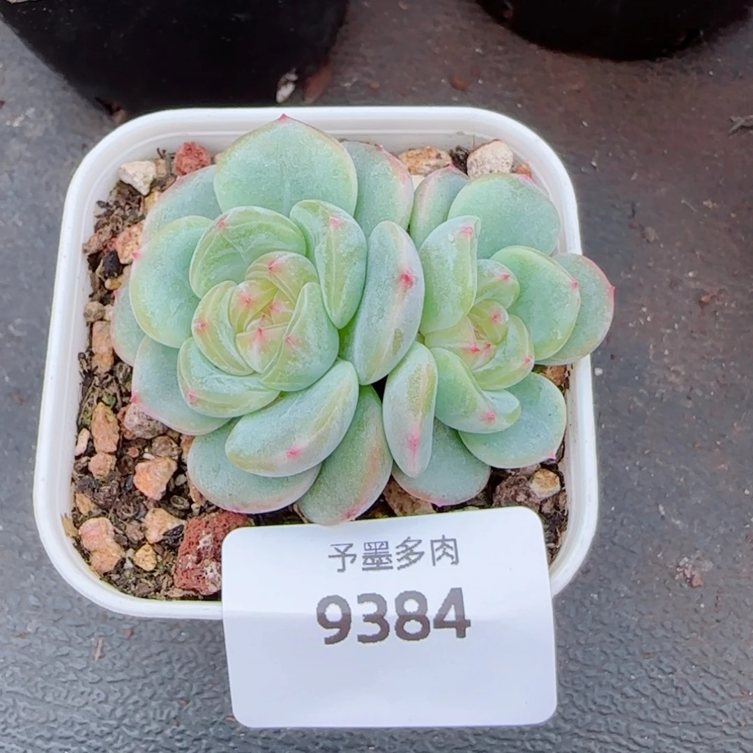 甜心e ，9384多肉植物