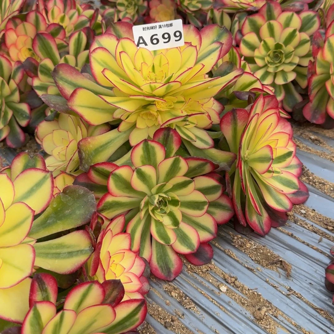 699荔枝。多肉植物