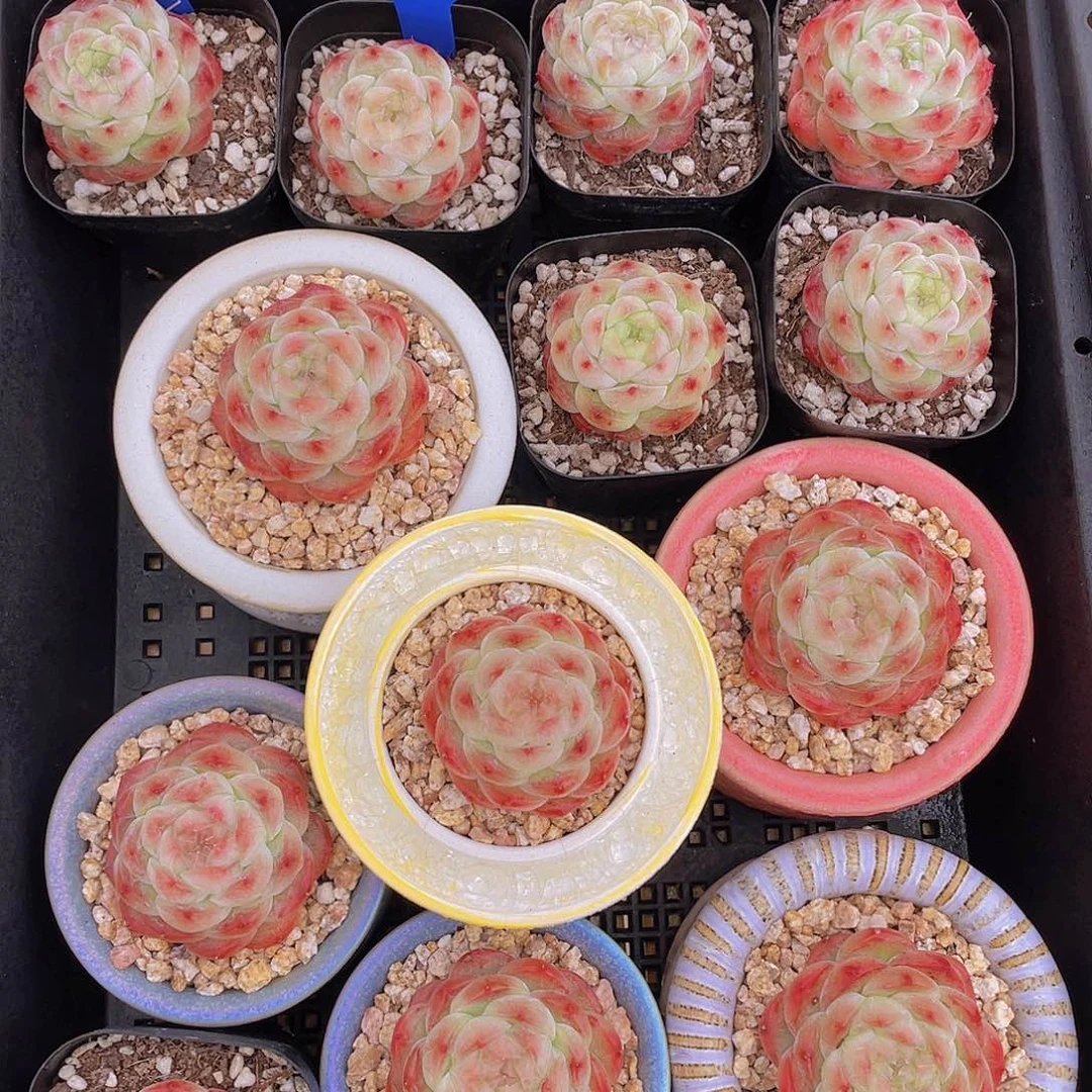 量拍116号 桃露珍妮单头一个