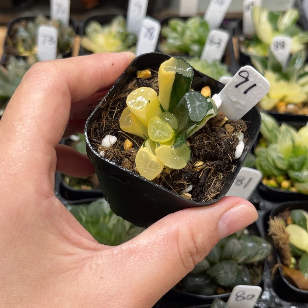 91玉龙万象锦一物一拍