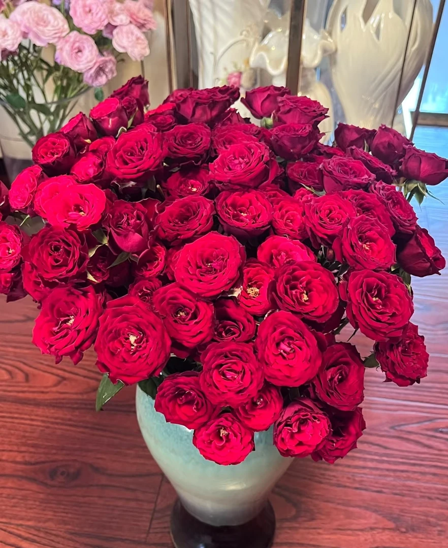 猩红多头泡泡小玫瑰居家花瓶插花节日送礼云南冷链直发鲜切花