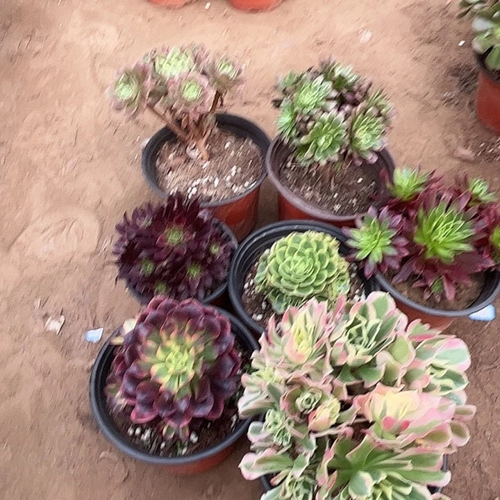 770多肉植物瑕疵特价，