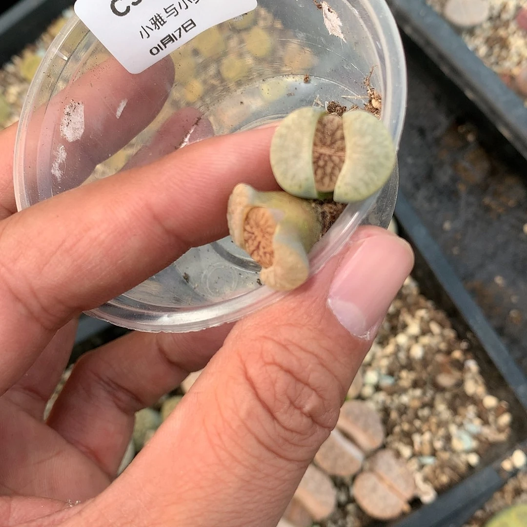 用****3C376多肉植物保护