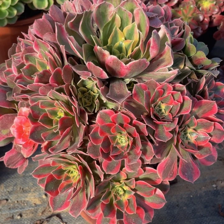 768粉女妖精品法师老桩