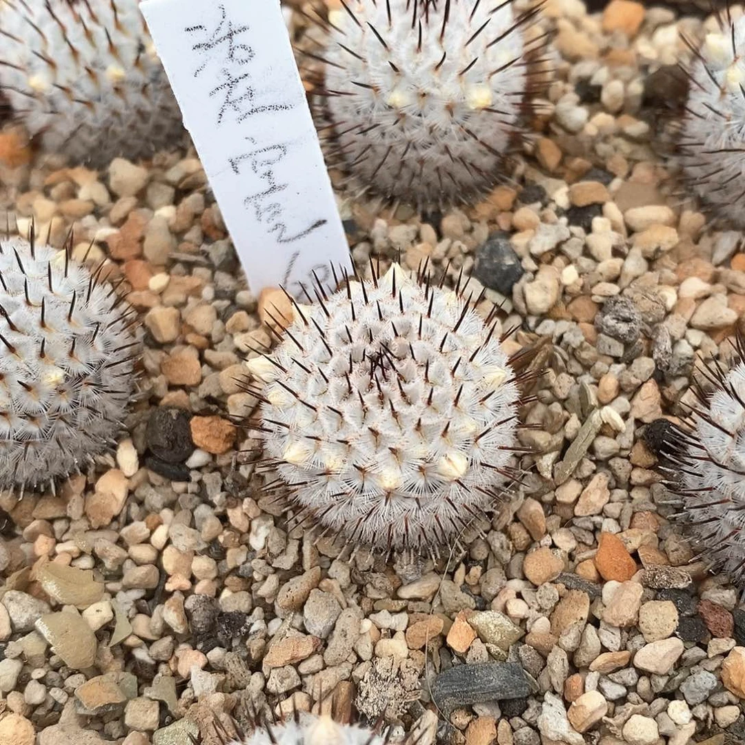 活****?土土花花花花花花花花