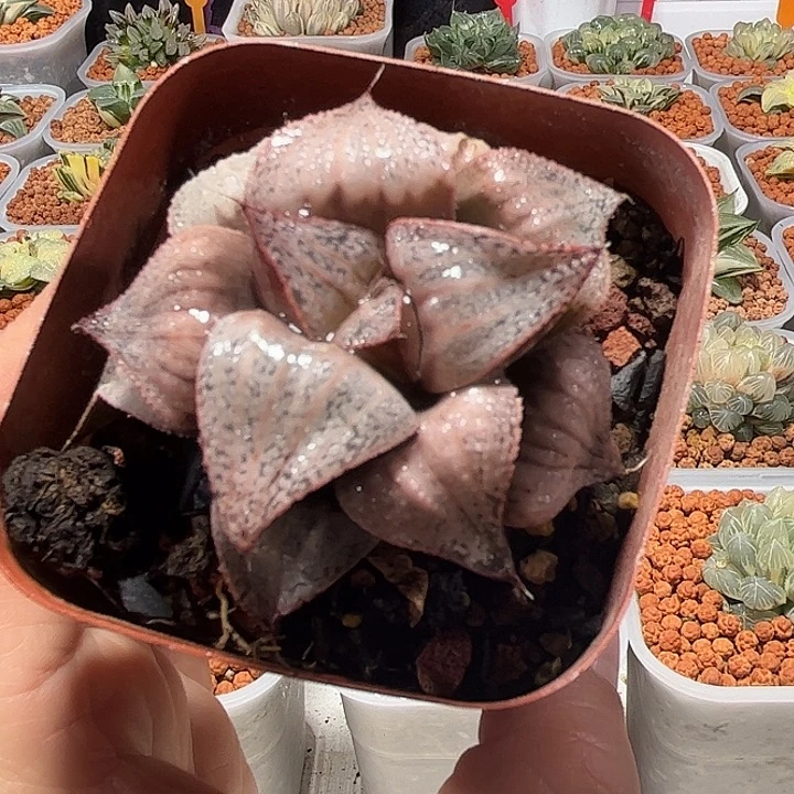 十二卷多肉泰姬陵