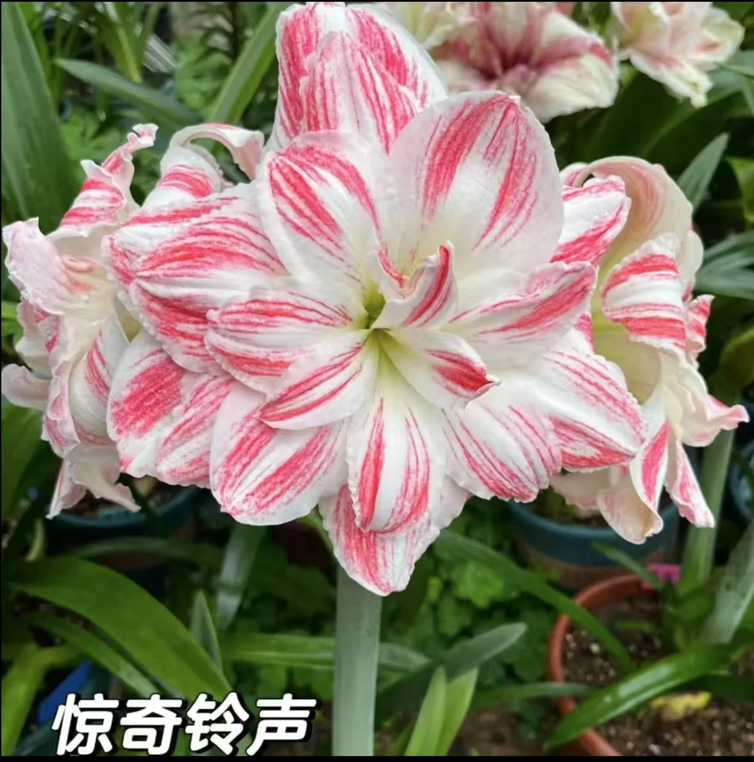 【惊奇铃声】~青州品韵荷兰进口重瓣朱顶红种球