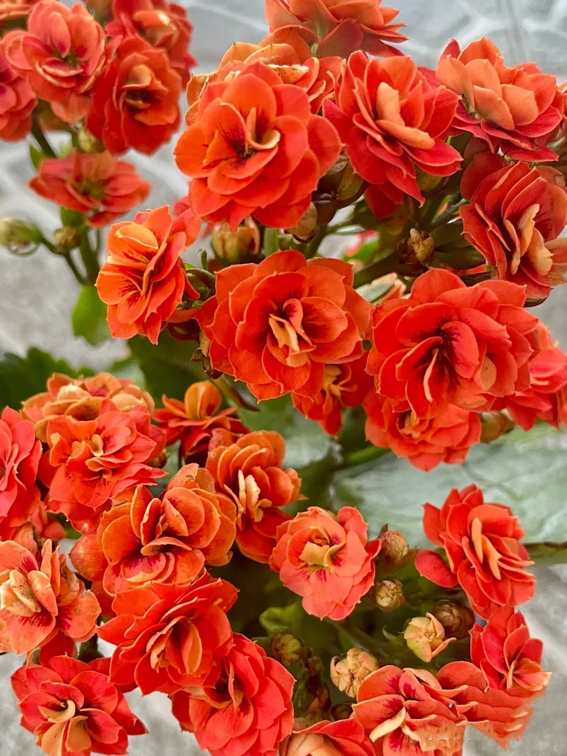 奇幻橙  100盆 北京昊景