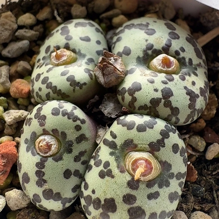 25 黑点泡泡安贞。